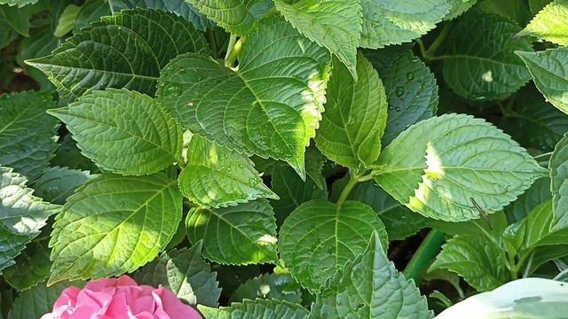 434.#Крупнолистные гортензии в моëм саду🌹Долгожданное цветение🌹 смотреть онлайн