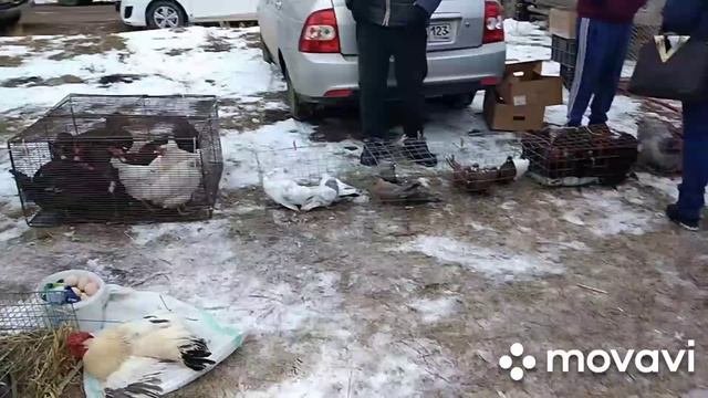 Встретили друзей на ярмарке, какую продукцию ярмарка нам предложила 🐦🐦🐦🐓🐓