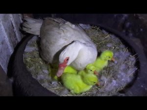 УТКА ЧУТЬ НЕ СЪЕЛА ГУСЯТ!!! ВЫВОД ГУСЯТ ПОД МУСКУСНОЙ УТКОЙ