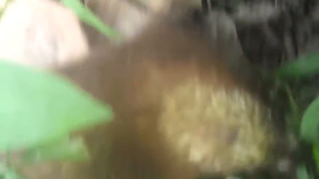 RAINSONG 'S tropical porcupine baby on an outing