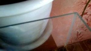 Мои ящерицы