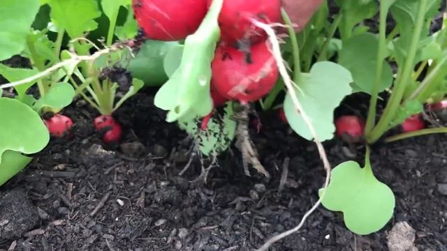 Amazing Brassica Diversity смотреть онлайн