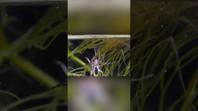 Паук строит логово из воздуха под водой. Паук-серебрянка смотреть онлайн