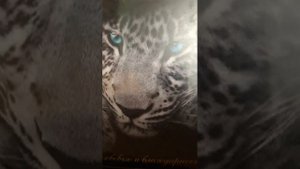 Англия ОКЕАН ФАНТАЗИЙ Бони М исполняет Влад. Семенов