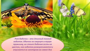 Презентация для детского сада: "Бабочки"