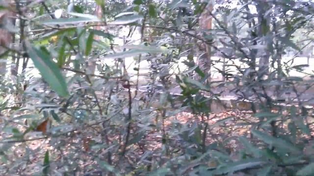 Hop headed Barleria Flower Plant (Barleria lupulina) смотреть онлайн