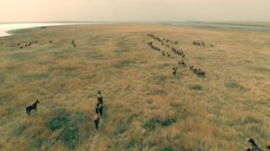 Остров Водный, Табун Диких Лошадей