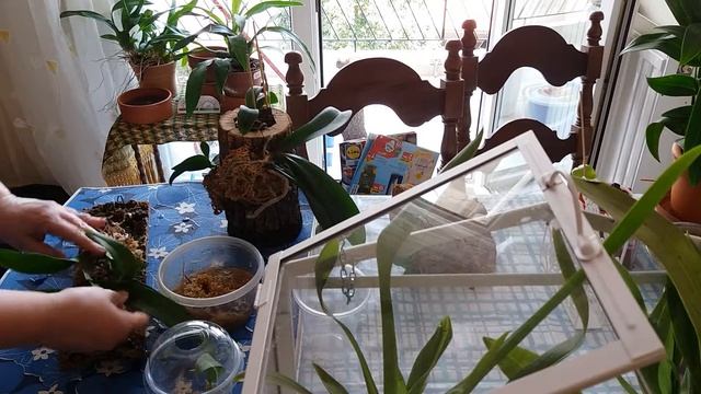 Онцидиум,посадка на кусок коры. смотреть онлайн