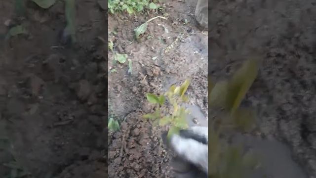 Укоренение роз воздушными отводками