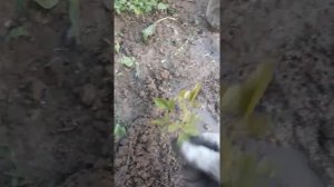Укоренение роз воздушными отводками