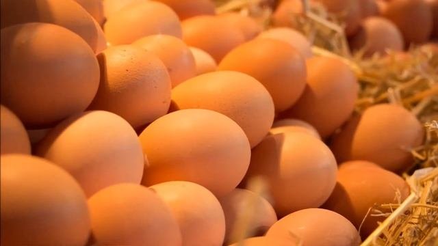 Выращивание кур несушек / Бизнес идея
