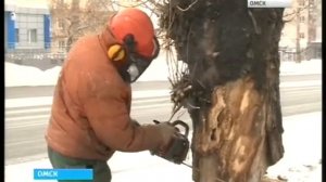 вырубка деревьев