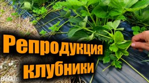 Как часто пересаживать клубнику_ Репродукция клубники. Belklubnika.by.mp4