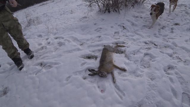 Охота на Зайца, как готовить зайца на костре. смотреть онлайн