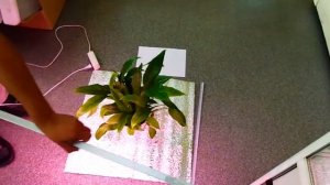 Фитосветильник Т5, 30 Вт полноспектральный (обзор)