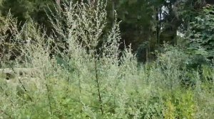 Beifuß - Wuchsformen & Größen - 25.07.18  (Artemisia vulgaris) - Essbare Wildkräuter bestimmen