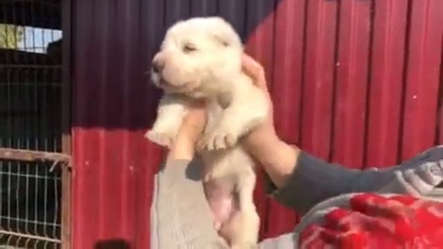 Хаджар Та-Худжа, 3 недели, сука смотреть онлайн