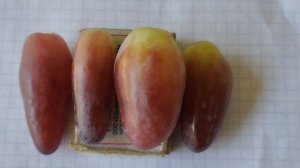 Форма винограда Джокер ягоды с разных кустов сравнение 29 июля 2024. Виноградник Щереденкова .mp4