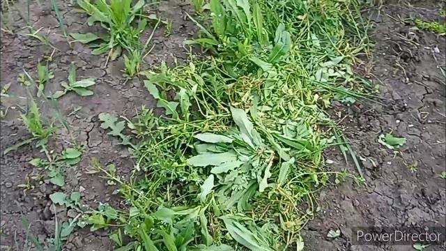 Огород//Что посадили//Всего пять грядок// смотреть онлайн