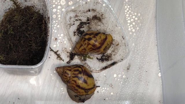 Ахатина тигр|Замеряем раковину|Продаю улитят Ахатина Фулика смотреть онлайн