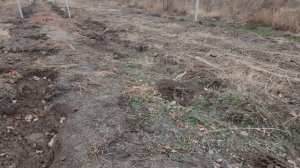 УКРЫТИЕ ВИНОГРАДА РКАЦИТЕЛИ В 2020 ГОДУ