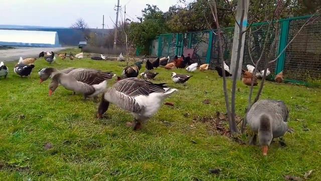 ГУСИ НЕ БОЯТСЯ ДАЖЕ ХИЩЬНЫХ ПТИЦ! ☝ смотреть онлайн