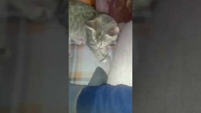 Котёнок меня кусает (3 часть.) смотреть онлайн