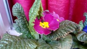 Новое приобретение-Примула! Primula acaulis.