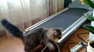 Кот на принудительной прогулке по беговой дорожке.