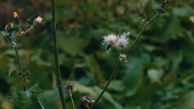 Cinematic COLORS of AUTUMN, Lumix TZ100/ZS100, Poland смотреть онлайн