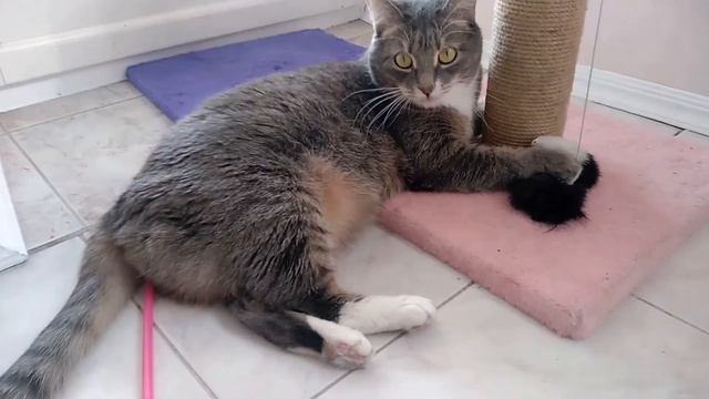 Песня "Про клопа" Коты в главной роли. Константин Арбенин & "Сердолик"
