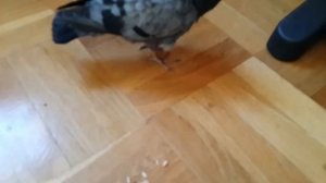 Подобрал птенца голубя.