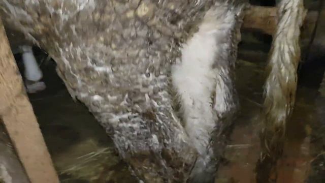 Признаки отела дополнение! смотреть онлайн