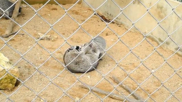 енотики в экзотик-парке смотреть онлайн