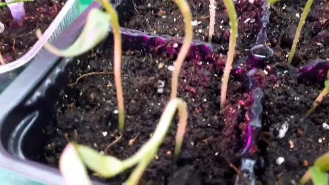 Перцы 2020 г., сеянцы, первая неделя жизни. смотреть онлайн