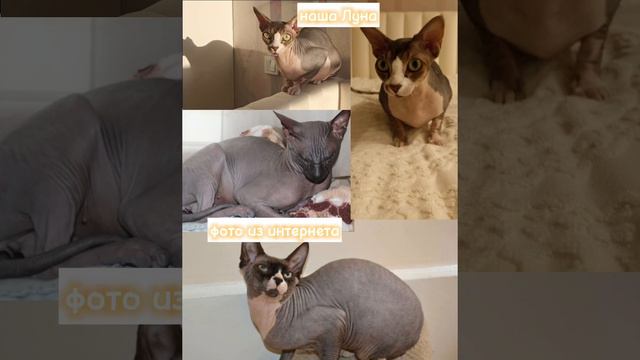все фото взяты из открытых источников!!! #котики #фото #Луна #сфинксы #Барни #корнишрекс