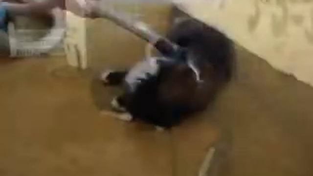 Эти забавные кошки смотреть онлайн