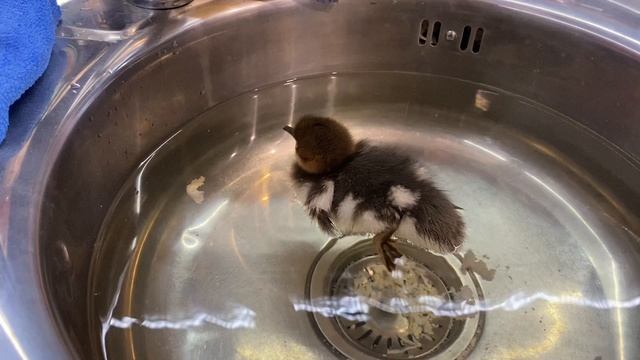 Алиса спасает утёнка Крякву/ утиные истории #АлисаАбаимова смотреть онлайн