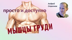 Мышцы груди. Анатомия и функции грудных мышц