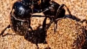 Священный скарабей