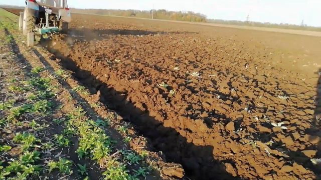 Пахота огонь. Как пашет плуг Бомет с отвалами ПЛН.