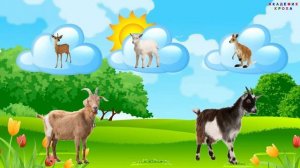 Домашние животные ищут своих детёнышей. Викторина