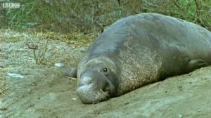 Прикольные дикие животные