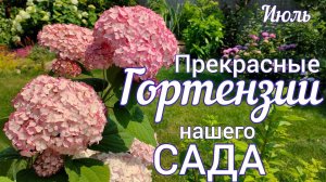 Прогулка-обзор САДА. Гортензии древовидные, крупнолистные ЦВЕТЕНИЕ 9 июля . Обзор СОРТОВ .