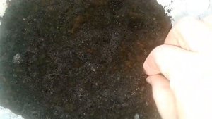 Семена "Плюшевый мишка" декоративный подсолнечник.ч.1