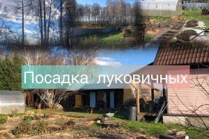 Посадка луковичных