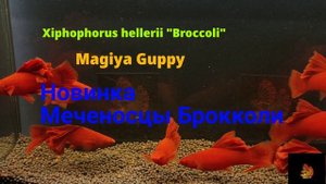 Новинка Меченосцы Брокколи