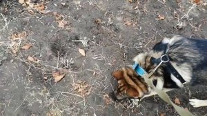 Как правильно познакомить взрослую собаку и щенка _ Знакомим Хантера и Ханту правильно.mp4