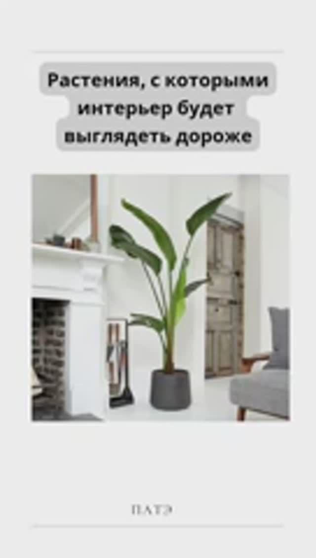 Знаете ли Вы, что есть комнатные растения с которыми интерьер выглядит дороже?