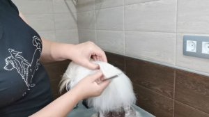 Китайская хохлатая . Стрижка шерсти на ушках